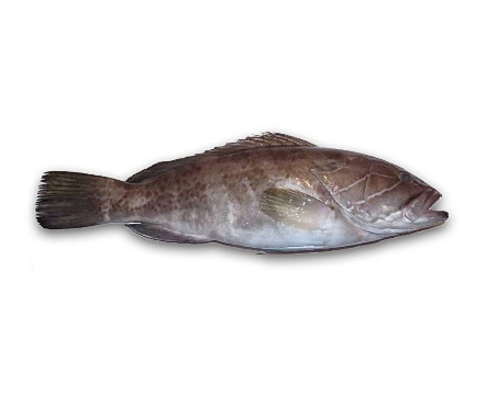 Mérou entier